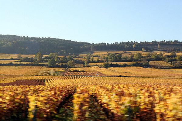 Vigneti della valle di Saone